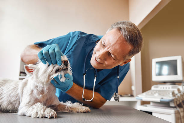 Best Emergency Dentist for Special Needs Patients in Pine Hills, FL